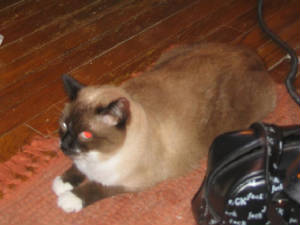 fuzzie people who like to sit on floors