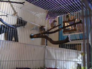 Isis & Kali in their new cage