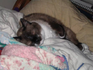someone is sleepie